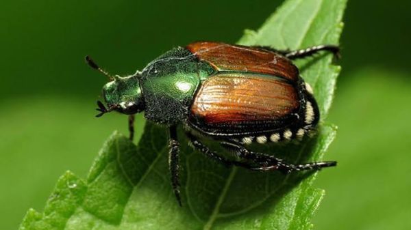  Popillia japonica –Piano d’azione 2026  